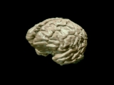 The Mind Image 1