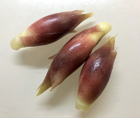 myoga_2